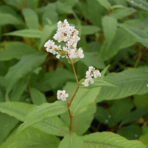 Persicaria polymorpha ---